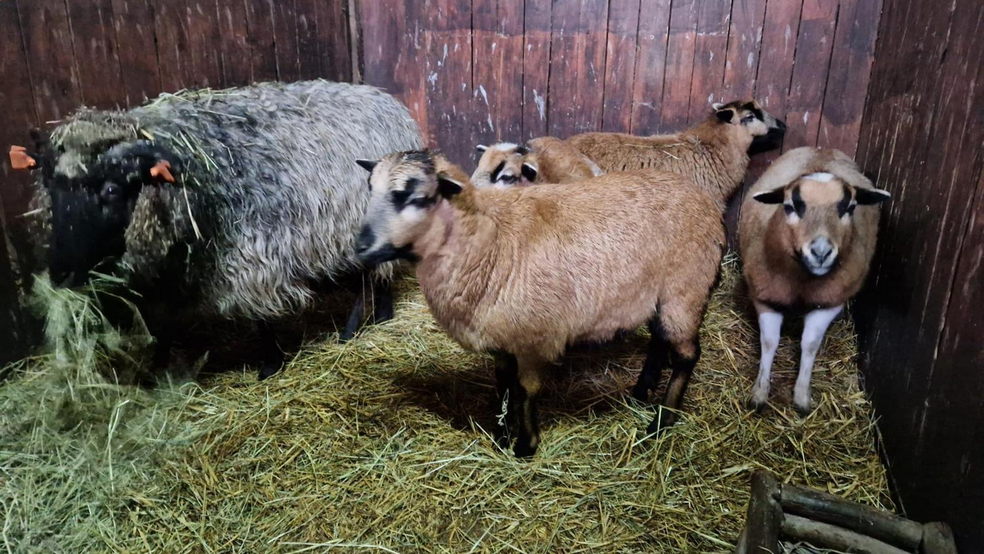 Trzciel Rancho Colorado 빌라 외부 사진