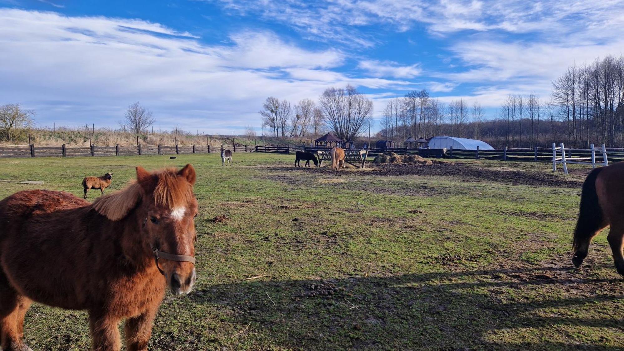 Trzciel Rancho Colorado 빌라 외부 사진