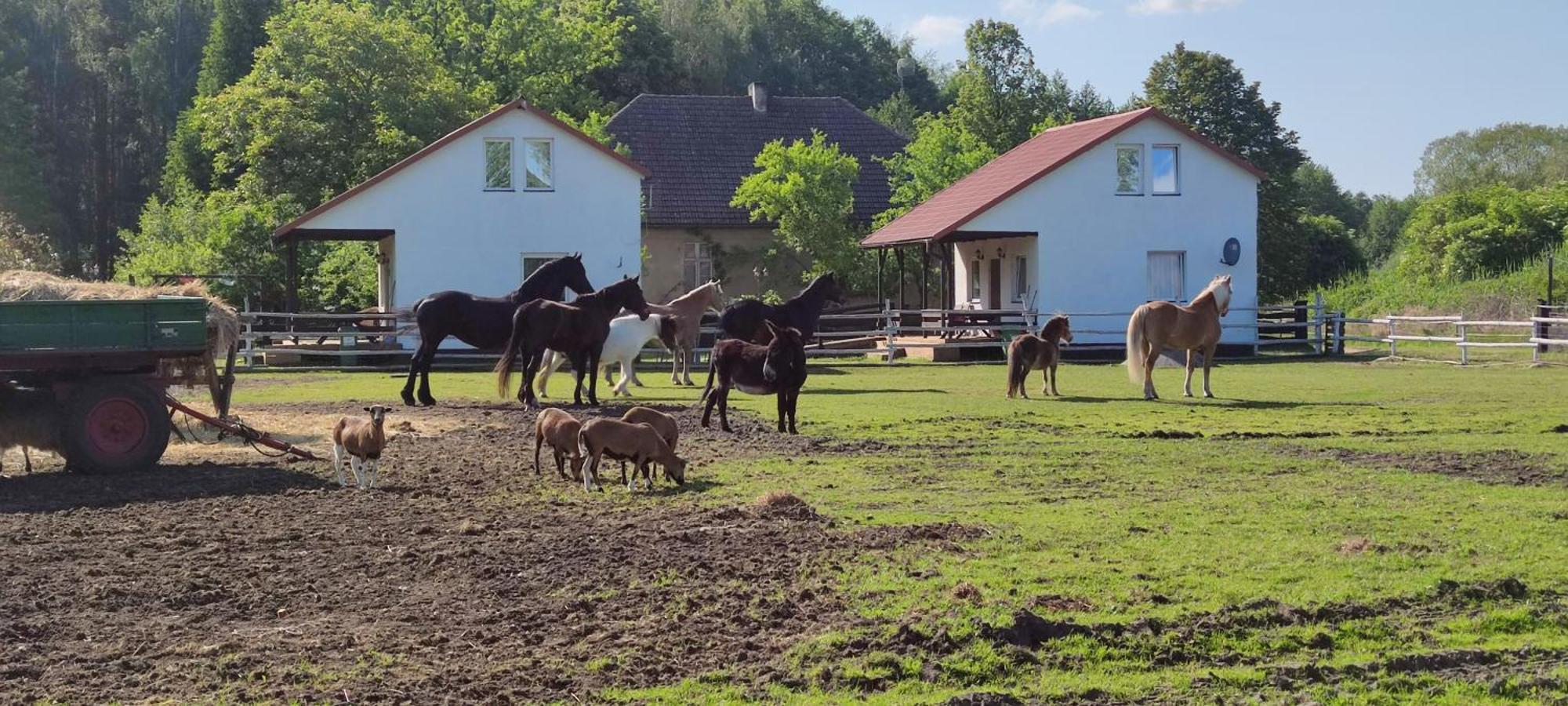 Trzciel Rancho Colorado 빌라 외부 사진